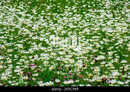 Wiese mit Gänseblümchen (Leucanthemum) Familie der Gänseblümchen (Asteraceae). Stockfoto