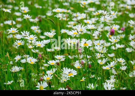 Wiese mit Gänseblümchen (Leucanthemum) Familie der Gänseblümchen (Asteraceae). Stockfoto