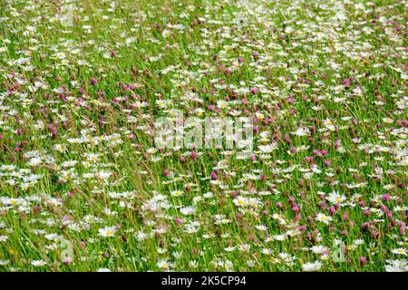 Wiese mit Gänseblümchen (Leucanthemum) Familie der Gänseblümchen (Asteraceae). Stockfoto