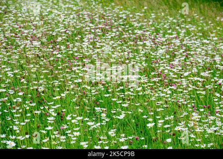 Wiese mit Gänseblümchen (Leucanthemum) Familie der Gänseblümchen (Asteraceae). Stockfoto