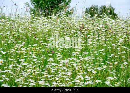 Wiese mit Gänseblümchen (Leucanthemum) Familie der Gänseblümchen (Asteraceae). Stockfoto