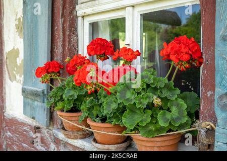 Deutschland, Bayern, Bad Windsheim, altes Fenster mit Blumentöpfen. Stockfoto