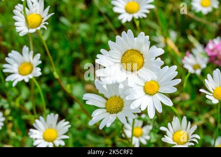 Wiese mit Gänseblümchen (Leucanthemum) Familie der Gänseblümchen (Asteraceae). Stockfoto