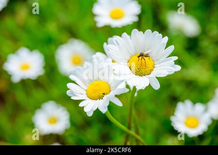 Wiese mit Gänseblümchen (Leucanthemum) Familie der Gänseblümchen (Asteraceae). Stockfoto