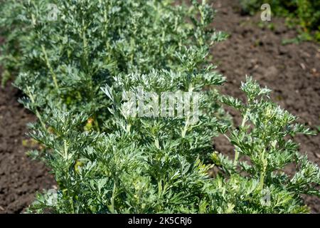 Wermut, echter Wermut, Wermut (Artemisia absinthium L.) Stockfoto