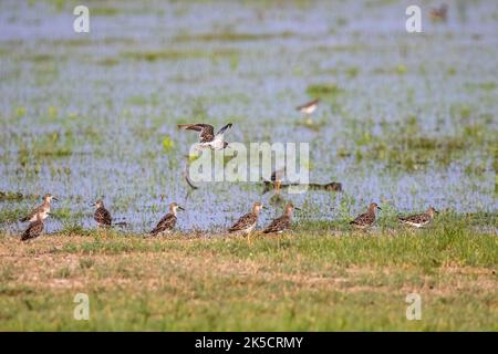 Ein Schwarm Sandpiper in nassem Land für Nahrung Stockfoto