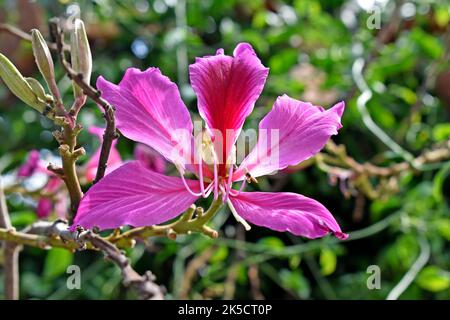 Rosa Orchideenbaumblume (Bauhinia variegata), Rio Stockfoto