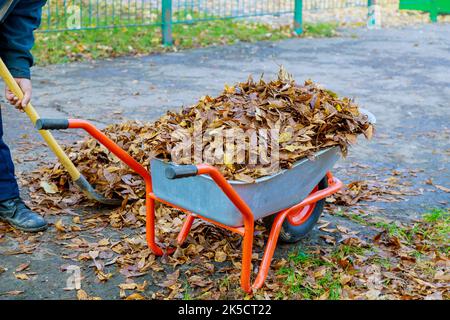 Eine Schubkarre ist voller getrockneter Blätter. Herbstblatt Reinigung Herbstblätter Stockfoto