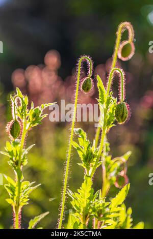 Opiummohn (Papaver somniferum), geschlossene Knospe, Bokeh hintergrundbeleuchtet Stockfoto