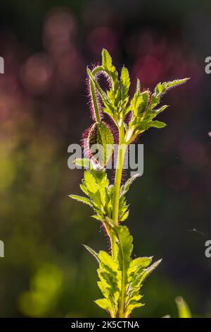 Opiummohn (Papaver somniferum), geschlossene Knospe, Bokeh hintergrundbeleuchtet Stockfoto