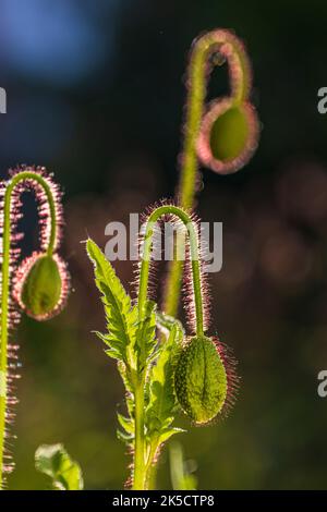 Opiummohn (Papaver somniferum), geschlossene Knospe, Bokeh hintergrundbeleuchtet Stockfoto