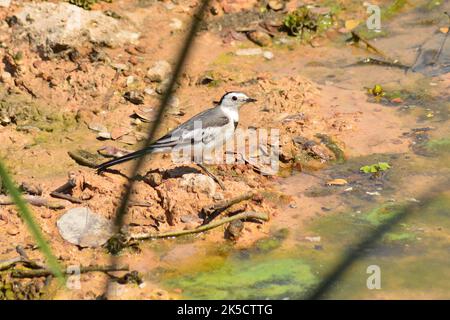 Amur Wagtail am Ufer des Sees in der Nähe von Yangon, Myanmar. Stockfoto