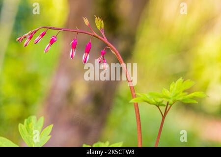 Zerreißende Herzen, Nahaufnahme, defokussierte abstrakte Natur Hintergrund Stockfoto