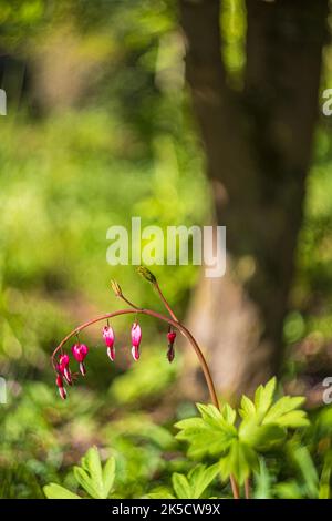 Zerreißende Herzen, Nahaufnahme, defokussierte abstrakte Natur Hintergrund Stockfoto