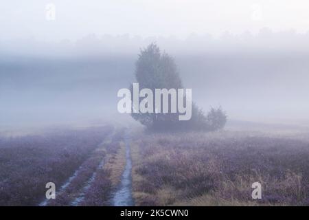 Neblige Atmosphäre in Oberoher Heide, Wanderweg durch blühende Heide, Gemeinde Faßberg, Naturpark Südheide, Lüneburger Heide, Deutschland, Niedersachsen Stockfoto