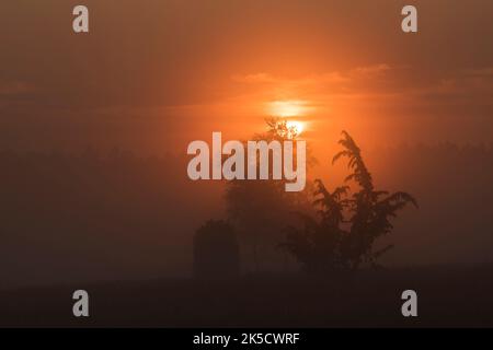 Sonnenaufgang in Oberoher Heide, neblige Atmosphäre, Gemeinde Faßberg, Naturpark Südheide, Lüneburger Heide, Deutschland, Niedersachsen Stockfoto