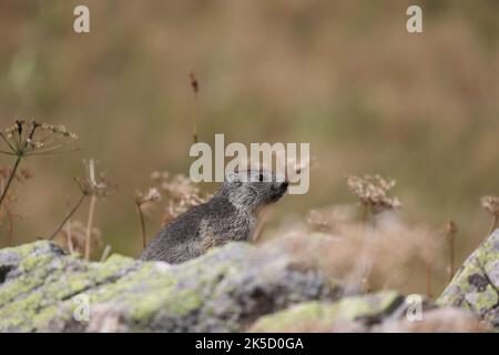 Junger alpiner Murmeltier, der auf einigen Felsen auf einer Wiese sitzt Stockfoto