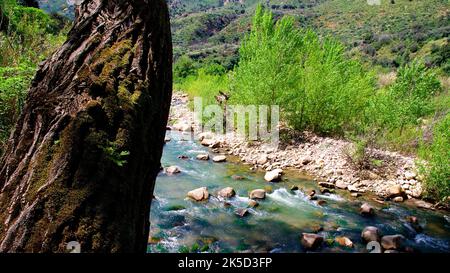 Italien, Sizilien, Nationalpark Madonie, Frühling, Baumstamm, Bach, Steine, Sträucher Stockfoto