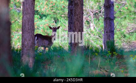 Italien, Sizilien, Nationalpark Madonie, Wald, Hirsche zwischen Bäumen Stockfoto