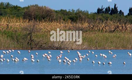 Italien, Sizilien, Ostküste, Vogelschutzgebiet Vendicari, Gruppe von Flamingos stehen und watet im Wasser, Schilfgras im Hintergrund Stockfoto