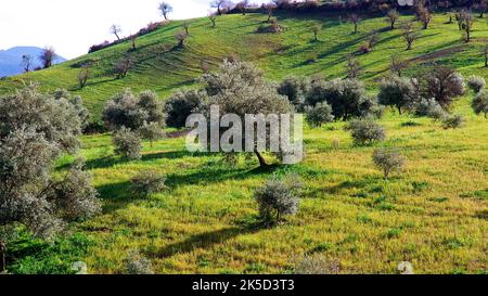 Italien, Sizilien, Norden, Nationalpark Nebrodi, grüne Wiese, Olivenbäume Stockfoto