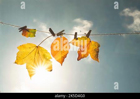 Bunte Blätter auf einer Wäscheleine Stockfoto
