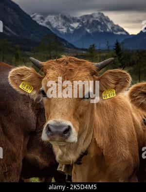 Murnaus-Werdenfelser Jungrinder im Loisachtal, mit Zugspitze im Hintergrund. Eschenlohe, Bayern, Deutschland. Stockfoto