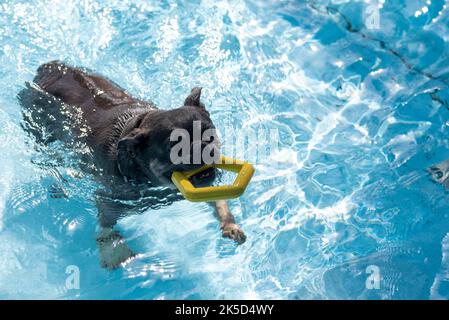 Mops mit Beißring im Außenpool, Hund, Hund Baden Tag Stockfoto