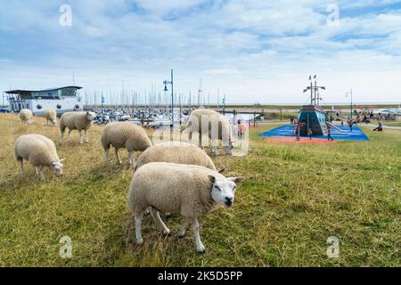 Niederlande, Texel, Oudeschild, Hafen, Deich, Schafe Stockfoto