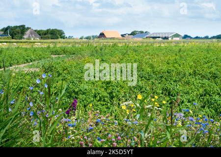 Niederlande, Texel, Landschaft bei Den Burg, Landwirtschaft Stockfoto