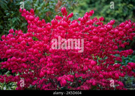 Euonymus alatus, im Herbst als geflügelte Spindel, geflügelte Euonymus oder brennende scharlachrote Buschblätter bekannt Stockfoto