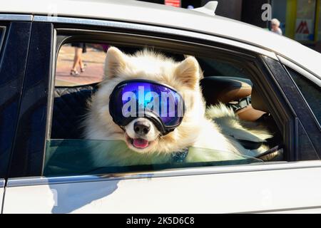 Ein großer weißer Samoyed Hund oder Sibirien Husky trägt große blau reflektierende Skibrille oder Maske. Der Hund hängt an der Rückseite eines weißen Autofensters. Stockfoto