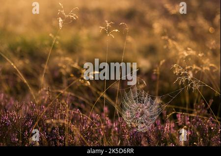 Spinnennetz zwischen Gräsern und Heidekraut, Tautropfen lassen die Spinnfäden im Hintergrund leuchten, Oberoher Heide, Gemeinde Faßberg, Naturpark Südheide, Lüneburger Heide, Deutschland, Niedersachsen Stockfoto