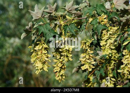 Rotblättriger Platanen (Acer pseudoplatanus f. Atropurpureum), Blätter und Früchte, Nordrhein-Westfalen, Deutschland Stockfoto