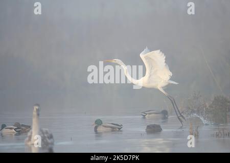 Silberreiher (Ardea alba), der im Morgennebel auffliegt, Nordrhein-Westfalen, Deutschland Stockfoto