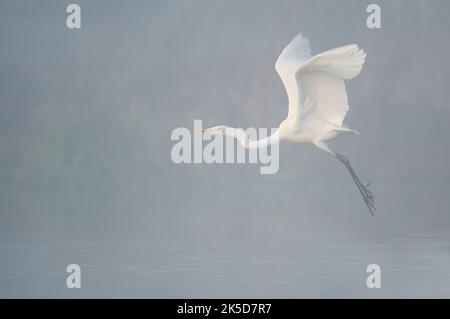 Silberreiher (Ardea alba) im Morgennebel, Nordrhein-Westfalen, Deutschland Stockfoto