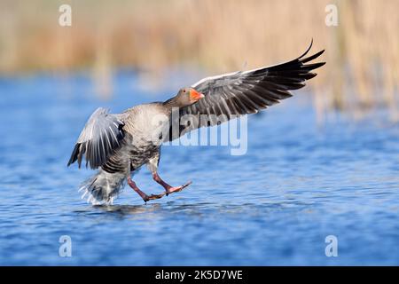 Graugans (Anser anser) landet im Wasser, Nordrhein-Westfalen, Deutschland Stockfoto