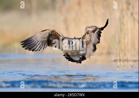 Kanadagans (Branta canadensis) landet im Wasser, Nordrhein-Westfalen, Deutschland Stockfoto