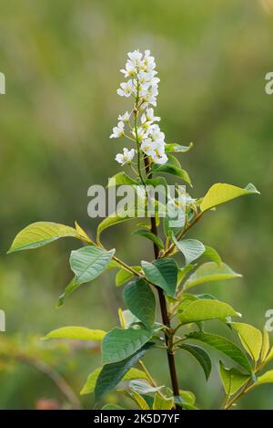 Trauerkirsche (Prunus padus), Zweig mit Blättern und Blütenstand, Nordrhein-Westfalen, Deutschland Stockfoto