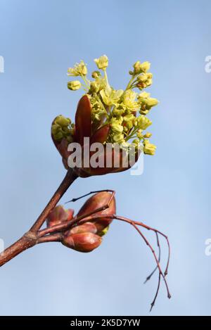 Norwegenahorn (Acer platanoides), Blütenstand im Frühjahr, Nordrhein-Westfalen, Deutschland Stockfoto