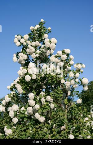 Doppelter Schneeball 'Roseum' (Viburnum opulus), blühend, Nordrhein-Westfalen, Deutschland Stockfoto