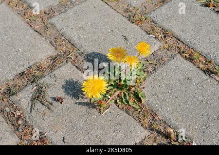 Löwinenzapfen (Taraxacum officinale) blüht zwischen Pflastersteinen, Nordrhein-Westfalen, Deutschland Stockfoto