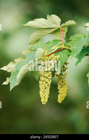 Platane (Acer pseudoplatanus), Blätter und Blumen, Nordrhein-Westfalen, Deutschland Stockfoto