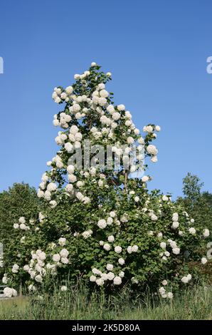 Doppelter Schneeball 'Roseum' (Viburnum opulus), blühend, Nordrhein-Westfalen, Deutschland Stockfoto