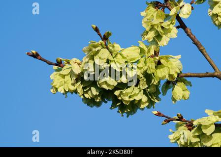 Flatternde Ulme (Ulmus laevis), Zweig mit Früchten, Nordrhein-Westfalen, Deutschland Stockfoto