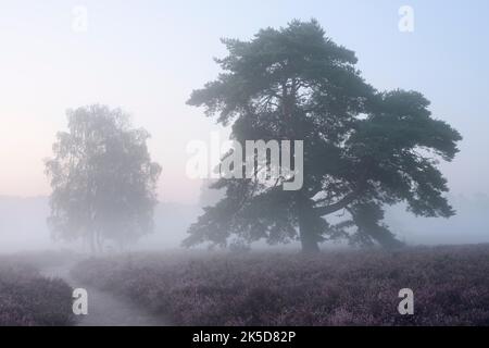 Kiefer (Pinus sylvestris) und abfallende Birke (Betula pendula) in blühender Heide im Morgengrauen, Westruper Heide, Nordrhein-Westfalen, Deutschland Stockfoto