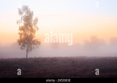 Schräge Birke (Betula pendula) in blühender Heide, Morgendämmerung, Westruper Heide, Nordrhein-Westfalen, Deutschland Stockfoto