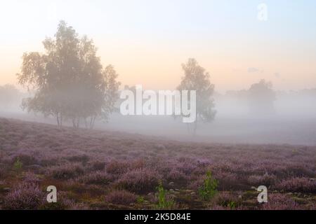 Schräge Birke (Betula pendula) in blühender Heide, Morgendämmerung, Westruper Heide, Nordrhein-Westfalen, Deutschland Stockfoto