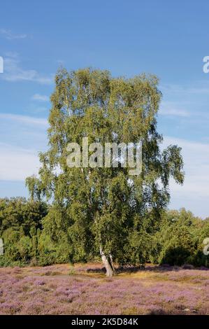 Schräge Birke (Betula pendula) in blühender Heide, Westrup Heide, Nordrhein-Westfalen, Deutschland Stockfoto