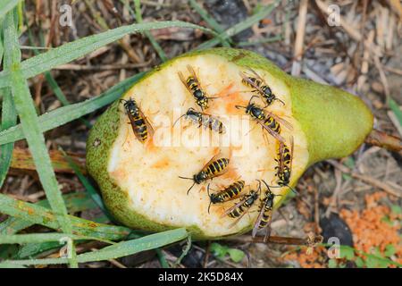 Wespen (Vespula vulgaris), die sich an einer Birne ernähren, Nordrhein-Westfalen, Deutschland Stockfoto